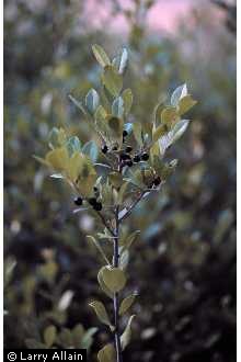 Photo of Ilex glabra (L.) A. Gray