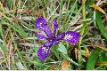 View a larger version of this image and Profile page for Iris douglasiana Herbert