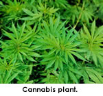 cannabis plant