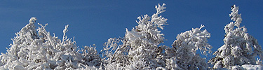 Snowy evergreens against a blue sky