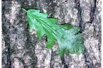 Photo of Quercus macrocarpa Michx.