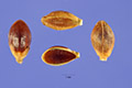 View a larger version of this image and Profile page for Paspalum plicatulum Michx.