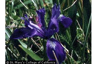 Photo of Iris missouriensis Nutt.
