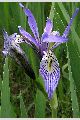View a larger version of this image and Profile page for Iris missouriensis Nutt.