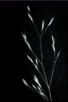 Photo of Deschampsia danthonioides (Trin.) Munro