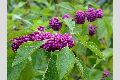 View a larger version of this image and Profile page for Callicarpa americana L.