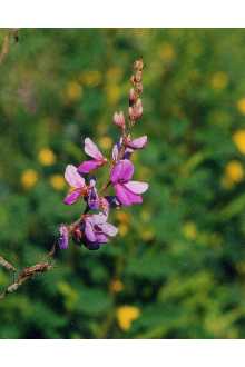 Photo of Desmodium canadense (L.) DC.