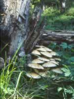 Photo of tree with mushrooms growing around it