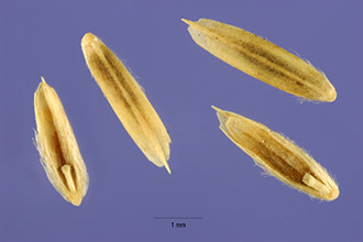 Photo of Leptochloa dubia (Kunth) Nees