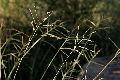 View a larger version of this image and Profile page for Leptochloa dubia (Kunth) Nees