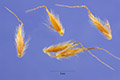 View a larger version of this image and Profile page for Sorghastrum nutans (L.) Nash