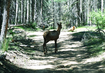 Deer looking onto a trail