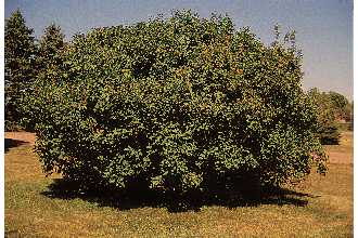 Photo of Syringa vulgaris L.