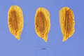 View a larger version of this image and Profile page for Syringa vulgaris L.