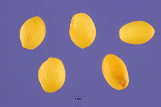 Photo of Trifolium hirtum All.