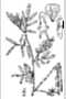 View a larger version of this image and Profile page for Indigofera miniata Ortega