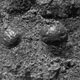 shiny, spherical objects embedded within the trench wall at Meridiani Planum, Mars