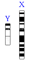chromosome 19 contig map