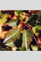 View a larger version of this image and Profile page for Crataegus douglasii Lindl.