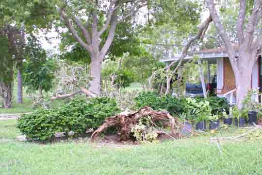 Image of tree limb damage in Brownsville