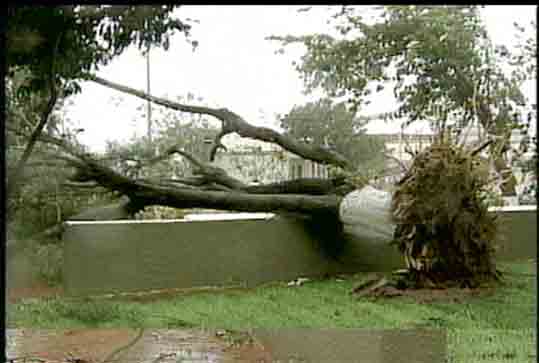 Image of tree damage in Matamoros Mexico