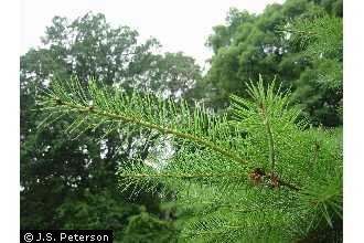 Photo of Pseudotsuga menziesii (Mirb.) Franco