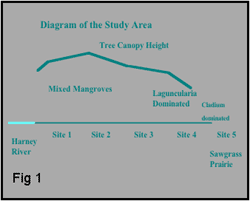 line diagram of the study area