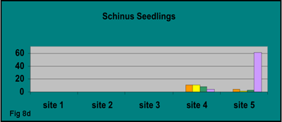 bar graph showing total number of established Schinus seedlings