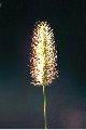 View a larger version of this image and Profile page for Setaria parviflora (Poir.) Kerguélen