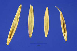 Photo of Elymus glaucus Buckley