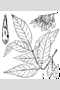 View a larger version of this image and Profile page for Fraxinus americana L.