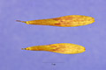 View a larger version of this image and Profile page for Fraxinus americana L.