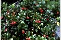 View a larger version of this image and Profile page for Arctostaphylos uva-ursi (L.) Spreng.