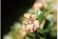 View a larger version of this image and Profile page for Arctostaphylos uva-ursi (L.) Spreng.
