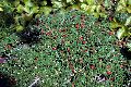 View a larger version of this image and Profile page for Arctostaphylos uva-ursi (L.) Spreng.