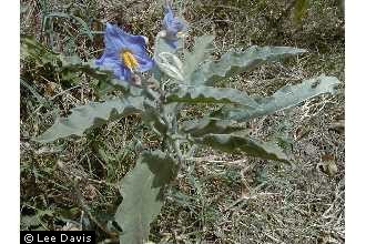 Photo of Solanum elaeagnifolium Cav.