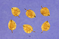 View a larger version of this image and Profile page for Ulmus parvifolia Jacq.