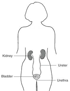 the urinary tract: kidney, ureter, bladder, and urethra