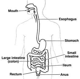 Drawing of the digestive tract showing the mouth; esophagus; stomach; small intestine; large intestine, also called colon; ileum; rectum; and anus. Caption:  The intestines, or bowel, include the small intestine and the large intestine, also called the colon.