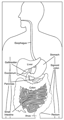 Image of the digestive system, esophagus, gallbladder, liver, stomach, sigmoid colon, duodenum, pancreas, colon, small intestine, anus, rectum
