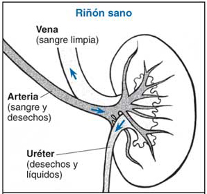 Imagen mostrando un riñón sano