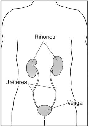 Imagen del cuerpo humano que muestra la ubicación de los riñones, los úteros, y la vejiga