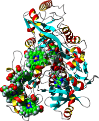 soluble periplasmic respiratory enzyme