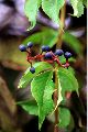 View a larger version of this image and Profile page for Parthenocissus quinquefolia (L.) Planch.