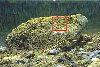 Large rock covered with plantlife with hollow red square on one side of rock