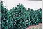 View a larger version of this image and Profile page for Thuja occidentalis L.