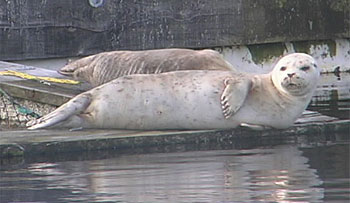 Seals lounging on dock.