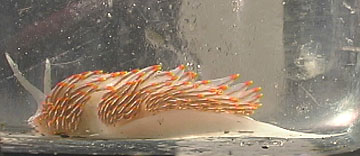 Orange Nudibranch, a type of sea slug