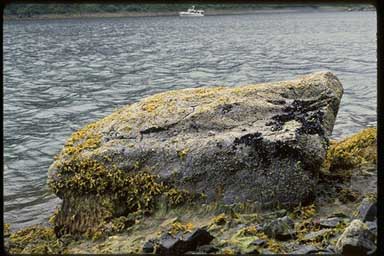 Rock partially covered with fucus and mussels