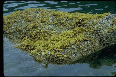 Partially submerged rock covered in fucus (algae)